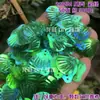 Escama de Dragón Sirena Iridiscente Concha Grande 40mm Lentejuelas Plegadas DIY Siete Colores Deslumbrante Escama de Pez Forma de Abanico Cuentas