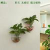 Maceta Acrílica de Pared Hidropónica para Pothos, Botella, Colgante de Pared, Pecera, Decoración de Pared, Restaurante, Sala de Estar, Pared de Fondo, Maceta
