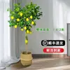 Planta de Limonero en Maceta con Fruta Comestible Planta Verde Alta para Sala de Estar Planta Grande Interior Balcón Perenne Todo el Año