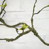 Trepadeiras Artificiais, Cipós Falsos de Árvore, Plantas Verdes, Musgo, Cipós Falsos para Escalada de Animais de Estimação, Decoração de Interior, Decoração Macia, Paisagismo DIY