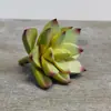 Venda Quente Transfronteiriça Cabeça de Flor Suculenta Simulada DIY Planta Flor Artificial Criativa Estilosa Planta Verde Decoração de Casa Fabricante da Fonte