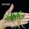 Mini Peperomia Vallisneria Pequeña Planta Acuática Agave Planta Acuática Amante de la Sombra Sistema Radicular Desarrollado Fácil de Plantar Decoración de Paisajismo de Acuario