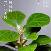 Árbol Bodhi en Maceta Pequeño Bodhi de la Esperanza Bonsái con Fruta Zen Chino Adornos de Escritorio Plantas Verdes Creativas de Interior