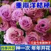 E-commerce Dropshipping de Sementes de Lisianthus para Uso Interno e Externo em Todas as Estações, Flores de Vaso Fáceis de Cuidar, Sementes de Flores Floríferas para Exterior