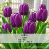 Bulbos de tulipán holandeses, semillas hidropónicas, flores en maceta, plantas de tulipán para cultivo interior, disponibles para venta al por mayor