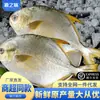 Pescada Dourada Grande Congelada, Peixe do Mar, Frutos do Mar Congelados, Pescada Branca, Peixe Fresco Gelado para Venda no Atacado Comercial, Frete Grátis