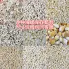 Concha do Mar com Topo Cortado, Concha Amarela, Concha de Caracol Marinho para Decoração de Aquário, Acessórios DIY, Joias, Pingentes Artesanais, Colecionáveis