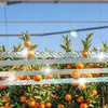 Forte repelente de pássaros refletivo espessado pomar terras agrícolas especial flash fitas repelentes de pássaros proteção solar dupla face anti-bicadas cinto assustador de pássaros