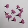 Pegatinas de flores de cerezo para decoración de uñas, flores secas, belleza facial, flores reales, pegatinas infantiles en relieve, marco de fotos DIY, flores decorativas
