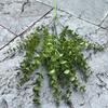 2024 Folhas Verdes Planta Verde Atacado Abacate Verde Escuro Folhas Mori Base De Casamento Teto Folhas Verdes