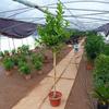 Plántulas de Limón En Maceta Suelo Limón Verde Patio Balcón Plántulas de Fruta Limón Verde