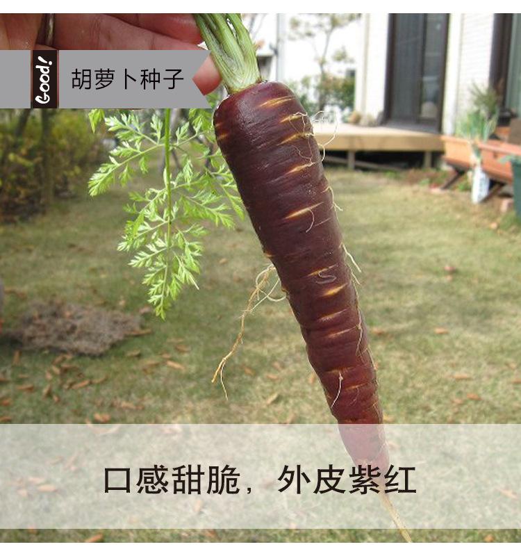 紫参胡萝卜-4