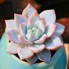 Base de planta suculenta autoproducida y autovendida al por mayor suculentas pequeñas combinación de flores plantas en maceta plantas carnosas Lithops Haworthia