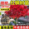 Mudas de Bordo Vermelho Chinês para Todas as Estações, Plantas de Tocos Antigos para Pátio de Servas Dançarinas Vermelhas Japonesas, Plantio Resistente ao Frio para Exterior de Vilas no Norte e Sul