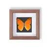 Ejemplar de Mariposa Raro y Precioso en un Marco, Madera Natural Adorno para Decoración del Hogar Moderno, Pieza de Exhibición Creativa