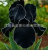 Semillas de rizomas de iris de flor azul, semillas de flores de bulbo, fáciles de cultivar y florecen todo el año, adecuadas para paisajismo de jardines y plantas en maceta