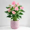 Planta en Maceta de Anturio con Flores, Planta de Interior para Escritorio de Oficina, Planta Verde para Sala de Estar, Purifica el Aire, Bonsái Fácil de Mantener