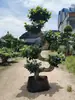 Mudas de Bonsai de Tronco de Árvore Perene de Quatro Estações Plantas de Interior Ginseng Banyan Ficus de Folha Pequena Árvore em Vaso Novo Trigo Artificial Resistente ao Frio Taibo