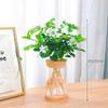 Rábano Verde Árbol de la Fortuna Espárrago Suculenta Flor Planta en Maceta Interior Menta Rico Bambú Hidropónico Planta Verde Pequeña Fácil de Alimentar