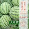 Zaojia 8424 Semillas de Sandía Meidu Maduración Temprana Zaojia Unicornio Perezoso Hainan Dulce Rey Semillas de Sandía Grandes y Pequeñas para Uso en Campo