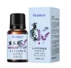 Óleo Essencial de Artemísia Hankey, Gengibre, Rosa e Lavanda Hidratante e Rejuvenescedor para Massagem Corporal Óleo Essencial para Massagem Atacado