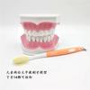 Modelo de cepillado de educación temprana para niños dentales modelo grande desmontable dos veces modelo de enseñanza oral para niños materiales dentales