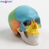 Modelo de Cráneo Mini de Colores Desmontable 3 Partes Referencia de Arte Oral Cabeza de Calavera Escultura Desmontable Boceto