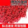 Lombrices Rojas Vivas Cebo Vivo Lombrices Macho Extra Grandes Cebo para Peces Cebo de Fondo Lombrices de Tierra Carpa Cruciana Pesca Salvaje Cebo Rana Trueno Otro