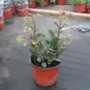 Planta de campanilla colgante de pétalos dobles, planta en maceta flor de linterna, planta verde de interior para balcón, florece todo el año con capullos de flores continuos