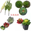 3 Plantas suculentas de simulación planta verde combinación plato de plástico flor individual en maceta floral adornos diy flor artificial