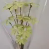 Sementes, Flores, Flores Eternas, Flores Secas Artesanais, Kit de Material DIY, Arranjo de Flores em Vaso, Flores Naturais Reais, Adereços para Fotografia, Plantas Estilo Ins