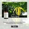 Versión inglesa transfronteriza de humidificador de aceite esencial de aromaterapia soluble en agua para fragancia de interior, ambientador de aire, aceite esencial de aromaterapia