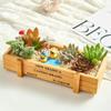 Set de Plantas Suculentas Combinación Maceta Interior Oficina A Prueba de Radiación Creativo DIY Planta en Maceta Incluyendo Yiling