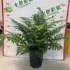 Helecho Jim para Interior Sala de Estar Helecho Gema en Maceta Siempre Verde Paisajismo de Escritorio Florales y Plantas Verdes para Balcón