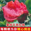 Tomates Frescos Colhidos de Panzhihua, Sichuan, Adequados para Comer Crus, Cultivados Naturalmente em Solo Aberto, Caixa Inteira de Tomates da Estação