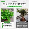 Planta de Jasmim em Vaso para Uso Interno, Repele Mosquitos, Elimina Odores, Sempre Verde para Todas as Estações, Fresca e Fragrante, Planta com Flores Atraentes para Mesa de Casa