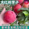 Dropshipping de Mudas de Ameixa Dahongpao para Plantio em Quintais no Norte e Sul, Mudas de Ameixa Enxertadas de Frutas Grandes para Vasos
