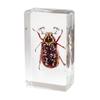 Más de 50 Espécimenes de Insectos Modelo de Resina Transparente: Escarabajo Rinoceronte, Araña, Escorpión, Ciervo Volante, Avispa, Sujetalibros Creativos, Productos Terminados