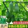 Semillas de Melón de Invierno Pequeño Verde Temprano Semillas de Melón Trepador para Balcón y Patio Maduración Temprana Primaverales y Otoñales Semillas de Verduras de Alto Rendimiento
