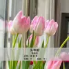 Bulbos de Tulipa para Venda no Atacado, Variedade de Pétala Simples, 1 Bulbo por Pacote, Bulbos de 5 Graus, Plantas de Flores de Interior em Vasos, Floresce o Ano Todo, Fácil de Cuidar