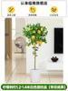 Dropshipping Árbol de Limón Frutal Todo el Año Maceta Envío Gratis Balcón Plántula con Yemas Frutales Planta de Patio Árbol Frutal