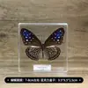 Adornos de Espécimenes de Mariposa, Decoraciones Hechas a Mano con Espécimenes de Insectos, Espécimenes Reales de Mariposa con Alas Extendidas, Regalos Creativos de Cumpleaños para Estudiantes