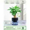 Árbol del Dinero Maceta Flores, Sala de Estar, Casa Próspera, Plantas Verdes, Fácil de Cultivar en Todas las Estaciones, Árbol del Dinero, Plantas Hidropónicas de Escritorio para Oficina