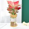 Planta Hidropónica en Maceta Ruyi Reina Roja de Hoja Perenne Suerte Flor de Interior para Oficina Planta Verde Suculenta Fragante de Nueve Hojas Fácil de Cultivar