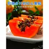 Papaya Fresca, una fruta que ayuda en la producción de leche, de pulpa roja, lechosa, caja completa, de temporada, apta para mujeres embarazadas, madurada naturalmente en el árbol