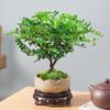 Madera de Pimienta Fragante Maceta Mini Planta Repelente de Mosquitos Flor de Interior Sala de Estar Oficina Escritorio Planta Verde Pequeña Fácil de Mantener