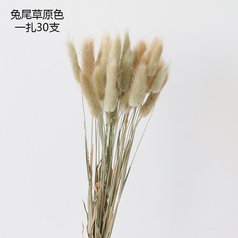 兔尾草原色