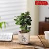 Bolsa de Dinero Fulu Tong Planta en Maceta Dinero Múltiple Planta Verde Escritorio Oficina Adorno Atractor de Fortuna Cuatro Estaciones Absorción de Formaldehído
