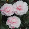 Bonsái de Camelia Cinco Colores Rojo Dan Camelia Fragante Concubina Plántulas de Camelia con Capullos de Flor Plantas Florecientes Fáciles de Cultivar en Interiores Plántulas de Árbol de Camelia