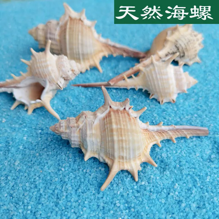 海螺